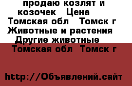 продаю козлят и козочек › Цена ­ 1 - Томская обл., Томск г. Животные и растения » Другие животные   . Томская обл.,Томск г.